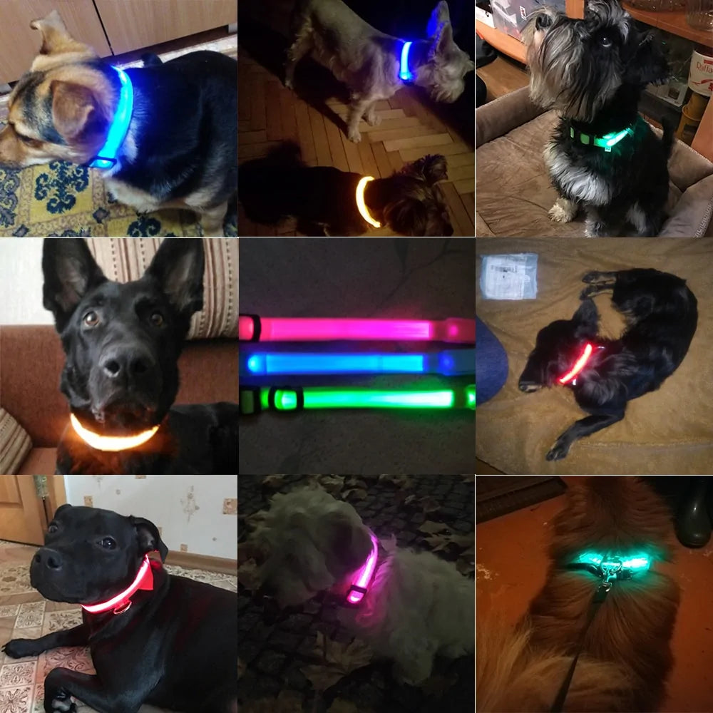 Get 20% OFF an LED Dog Collar + a FREE Copy Of - 15 Essential Safety Tips for Walking Your Dog at Night - eBook